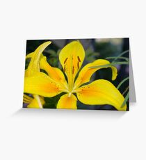 Pollyanna (Asiatic Lily) Greeting Card