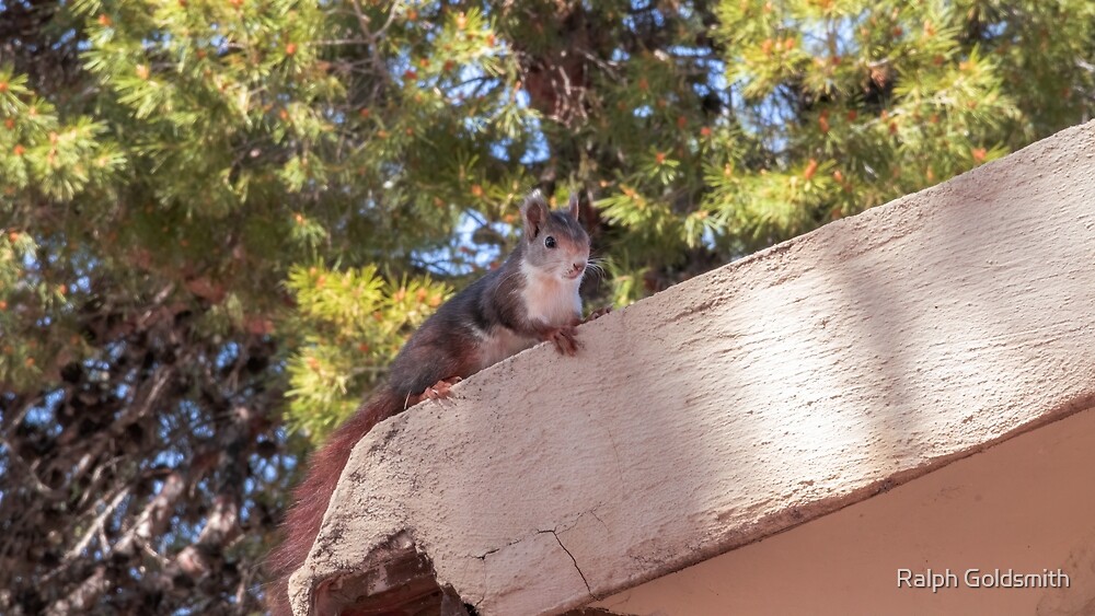 "Spanish Squirrel 1" by Ralph Goldsmith | Redbubble