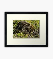 Echidna Framed Print