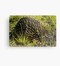 Echidna Metal Print