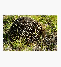 Echidna Photographic Print