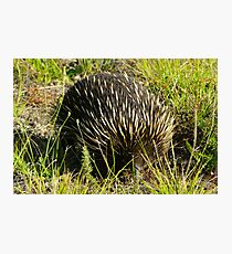 Echidna Photographic Print