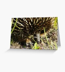 Echidna Greeting Card