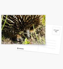 Echidna Postcards