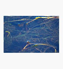A Bit Fishy Photographic Print