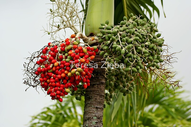 "Fruits of The Palm Tree" by Teresa Zieba | Redbubble