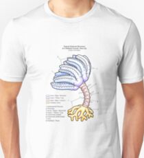 Fossil Crinoid Anatomy Diagram Unisex T-Shirt