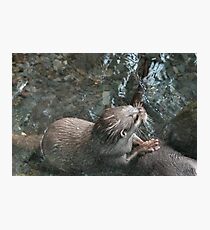 Otters - image 10 Photographic Print