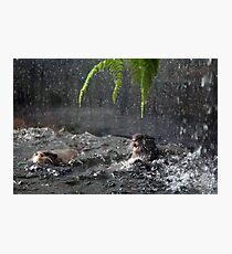 Otters - image 6 Photographic Print
