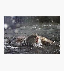 Otters - image 2 Photographic Print