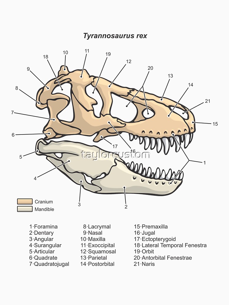 t rex body parts