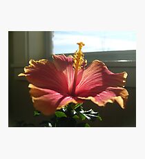 Soaking Up Some Rays Photographic Print