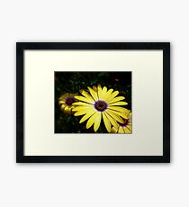 Petals Framed Print