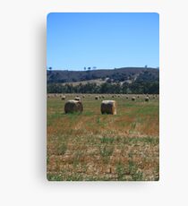 Hey Hay Hay Hay! Canvas Print