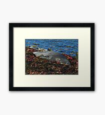 Lazin on a Sunny Afternoon Framed Print