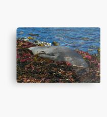 Lazin on a Sunny Afternoon Metal Print