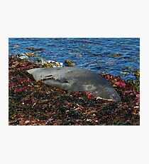 Lazin on a Sunny Afternoon Photographic Print