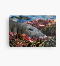 Lazin on a Sunny Afternoon Metal Print