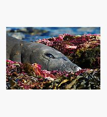 Lazin on a Sunny Afternoon Photographic Print