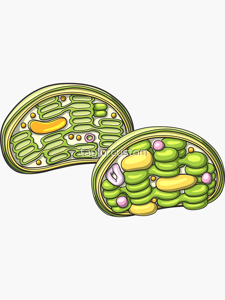 &ldquo;Chloroplast Illustration&rdquo; Sticker by taylorcustom | Redbubble
