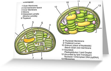 "Chloroplast Structure Diagram" Greeting Card by taylorcustom | Redbubble