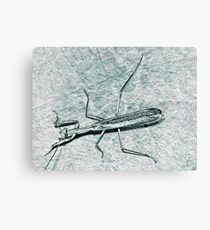 Insectoid D4 Canvas Print