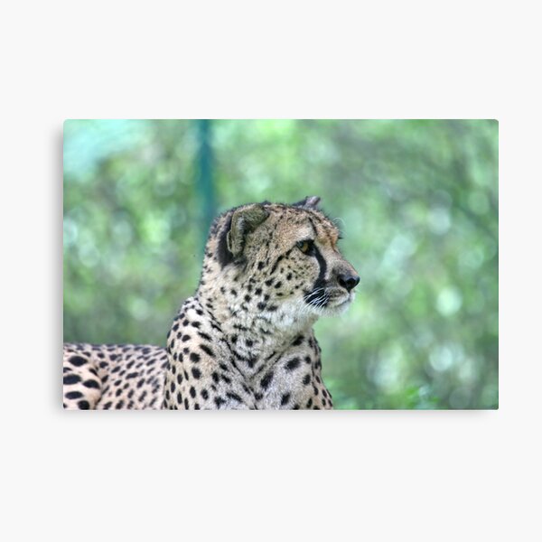 cheetah Canvas Print