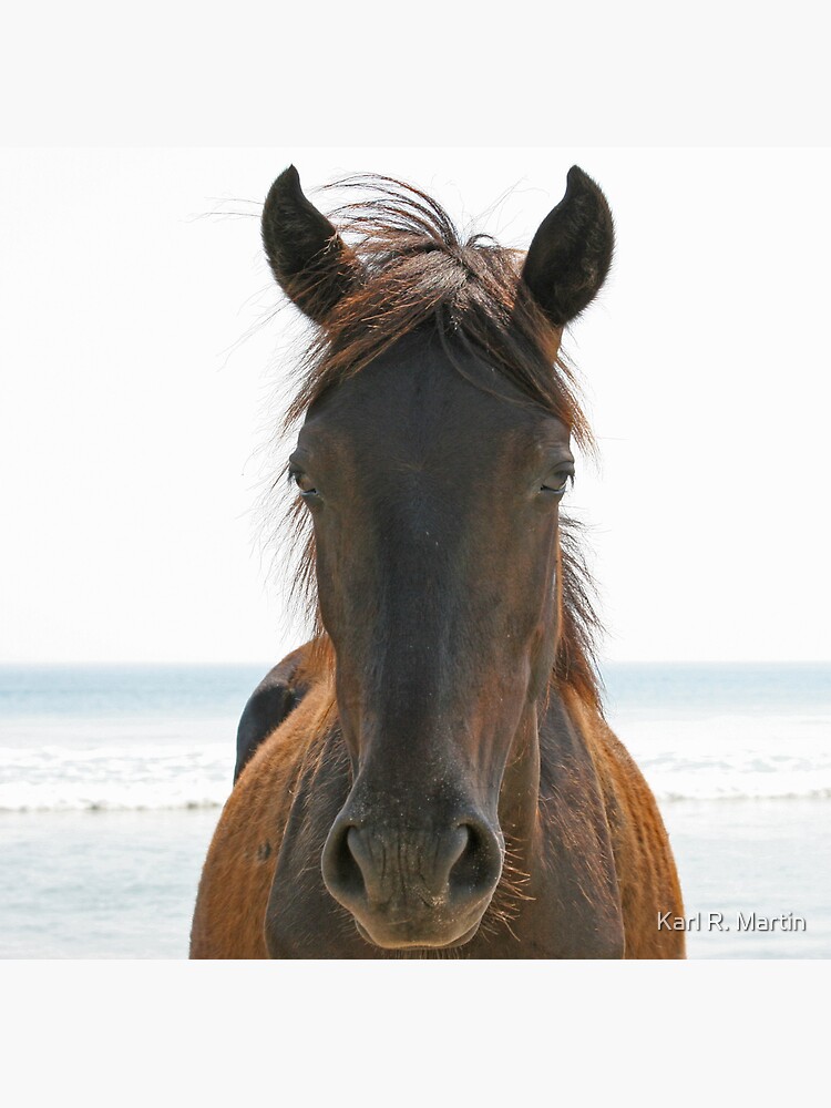 Wild Horse by SirEagle