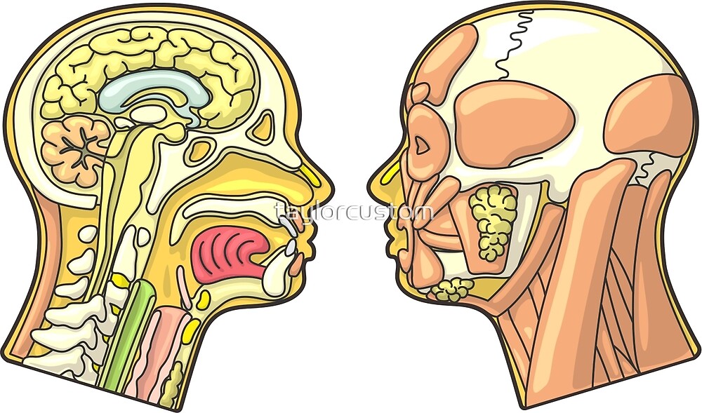 "Human Head Anatomy Diagram" by taylorcustom | Redbubble