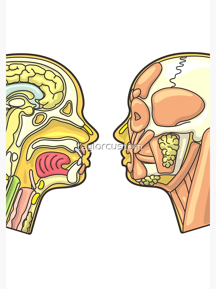 "Human Head Anatomy Diagram" Spiral Notebook by taylorcustom | Redbubble