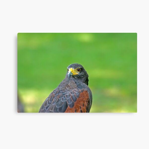Raptor Canvas Print