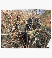 Duck Dog Poster