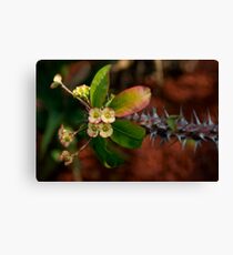 Crown Of Thorns Canvas Print