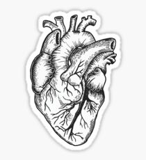Anatomical Heart (black and white) Sticker