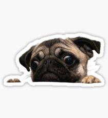 Pugs Sticker
