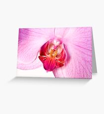 orchid 1 Greeting Card