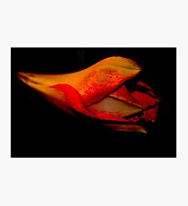 Bi-Colour Amarayllis Photographic Print