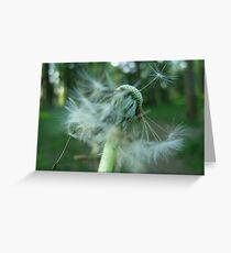 Dandelion Greeting Card