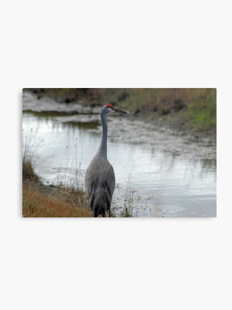 Sandhill Crane Wikipedia >> Sandhill Crane Metal Print By Orphieg Redbubble Sandhill Crane Wikipedia >> Sandhill Crane Metal Print By Orphieg Redbubble