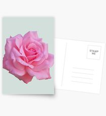 Pink rose Postcards