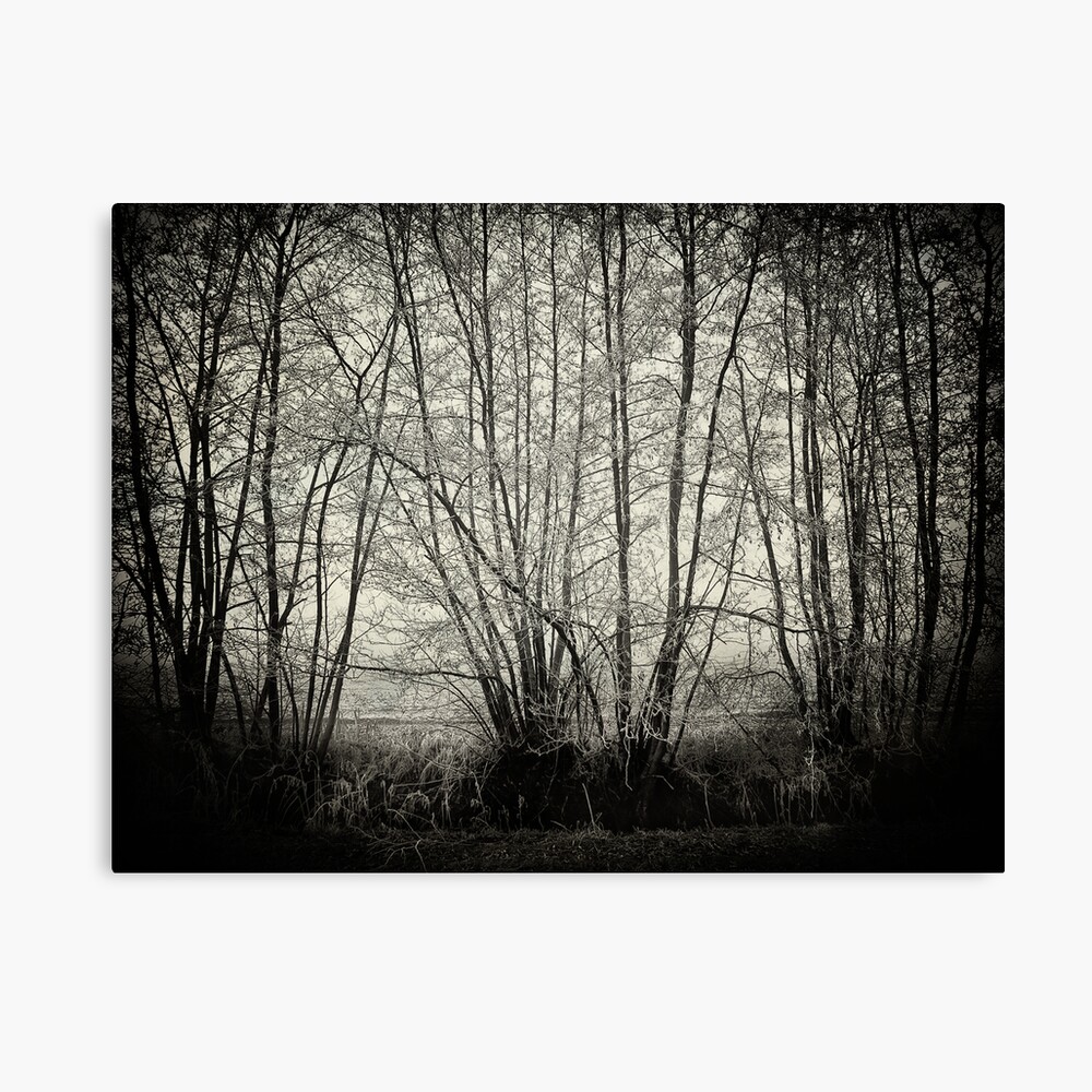 branches in the mist Canvas Print