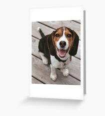 beagle puppy sitting Greeting Card