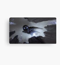 Noctua Metal Print