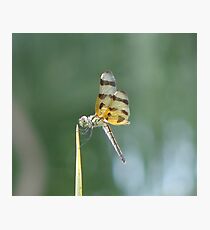 dragon Photographic Print