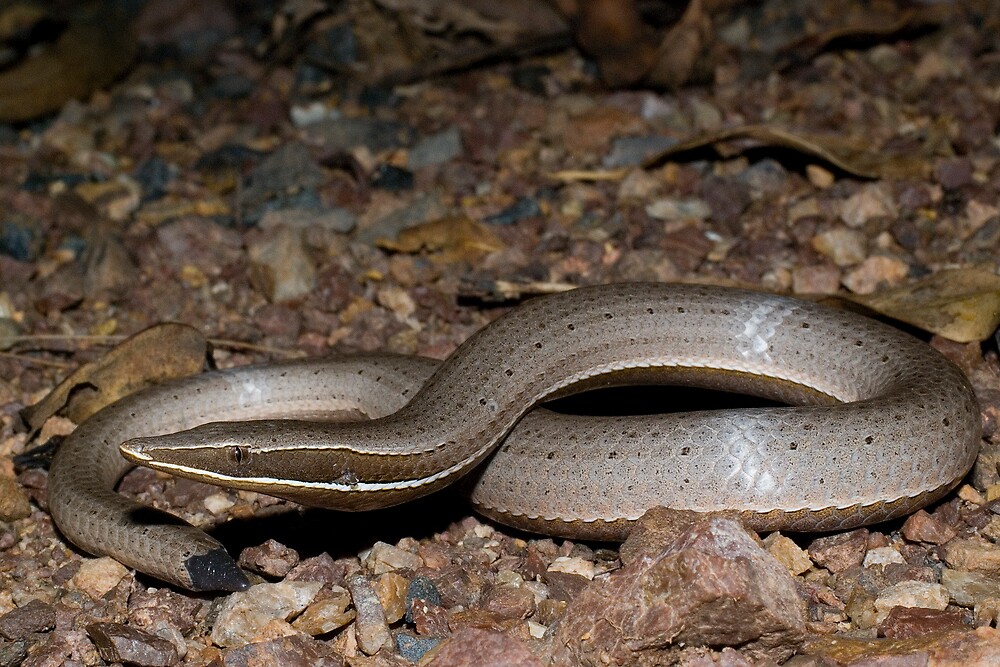"Burton's Legless Lizard (Lialis burtonis)" by herpetofauna Redbubble