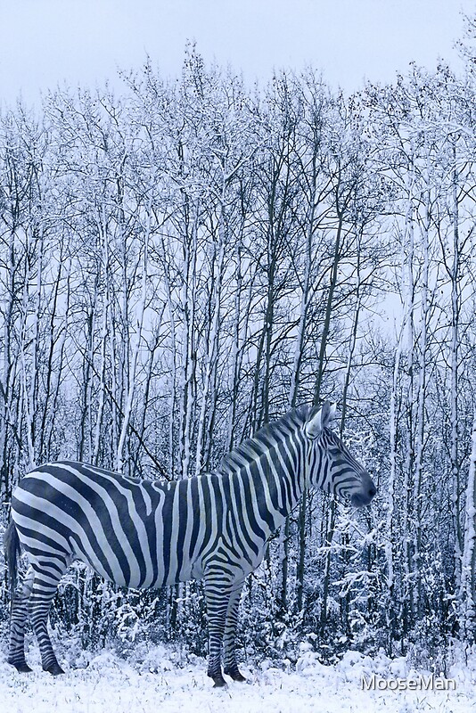 "Zebra's winter camouflage" by MooseMan Redbubble