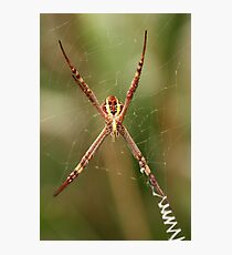 Web Photographic Print