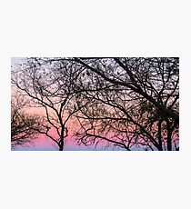 Pink Sky Photographic Print