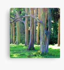 Rainbow Trees of Maui Canvas Print