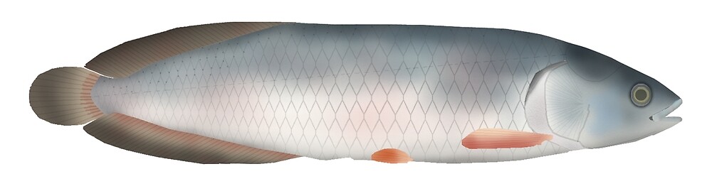 African Bonytongue By Fishfolkart Redbubble african-bonytongue-by-fishfolkart-redbubble
